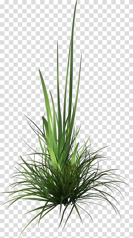 Rendering , grass tree transparent background PNG clipart