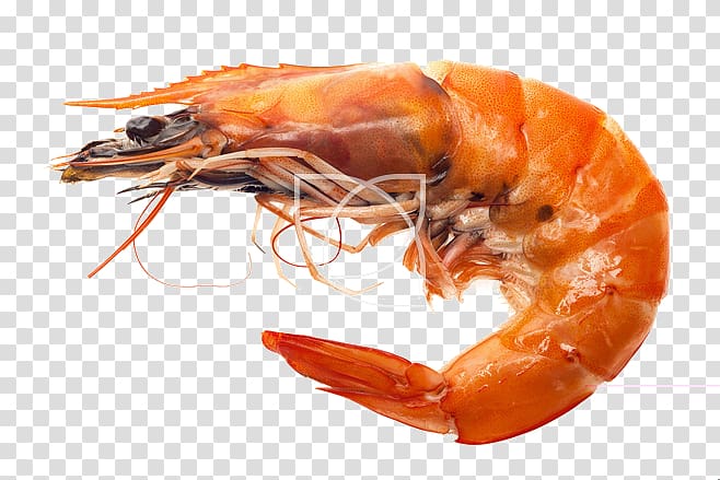 Caridea Shrimp Seafood, Red shrimp transparent background PNG clipart