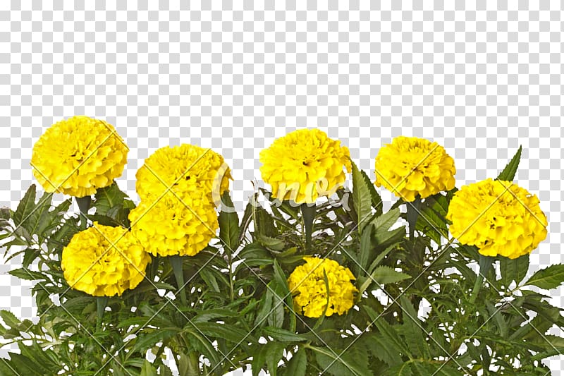 Mexican marigold Yellow Flower White Leaf, marigold transparent background PNG clipart