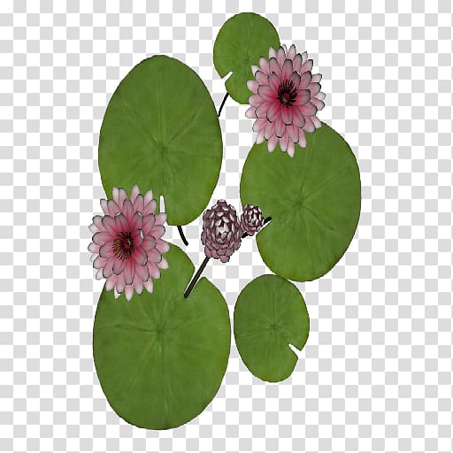Plant Flowerpot, waterlily transparent background PNG clipart