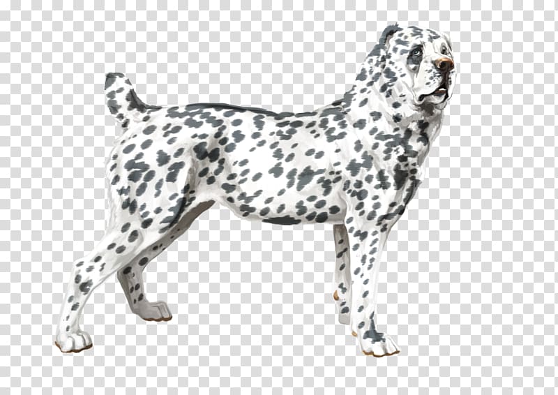 Dog breed Dalmatian dog Sporting Group GroupM, pat the dog transparent background PNG clipart