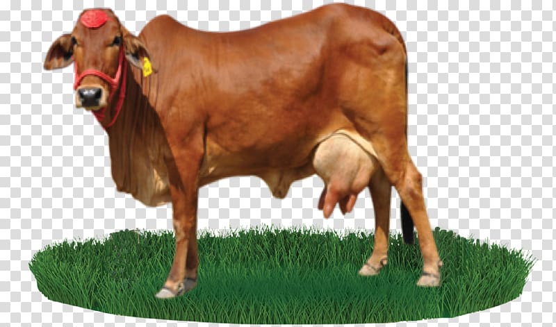brown cow on grass field, Sahiwal cattle Beef cattle Nili-Ravi Dairy farming, clarabelle cow transparent background PNG clipart