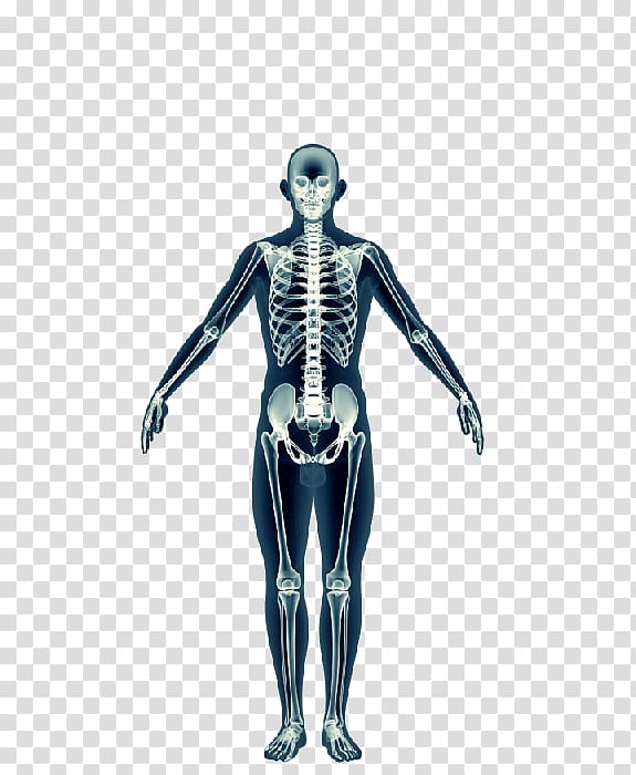 Shoulder Skeleton Homo sapiens Muscle Figurine, Skeleton transparent background PNG clipart