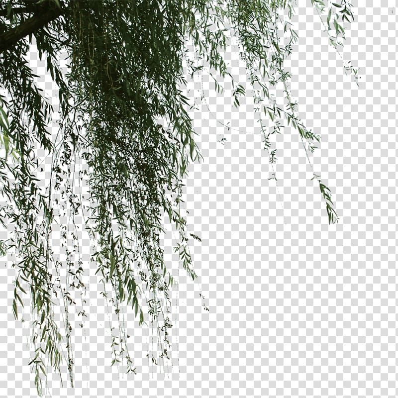 greenery transparent background PNG clipart
