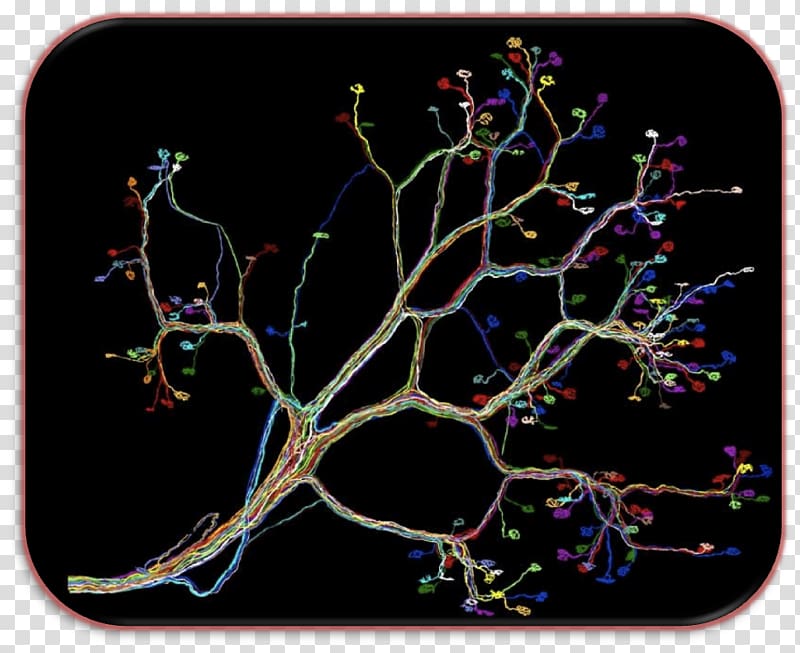 Neural circuit Neuron Branching, Stetoskop transparent background PNG clipart