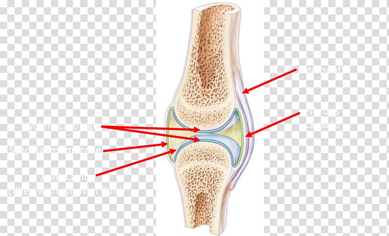 Human Anatomy & Physiology Laboratory Manual: Fetal Pig Version Synovial joint Surface anatomy, joint transparent background PNG clipart