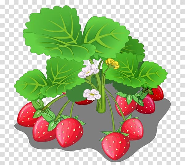 Aedmaasikas Crop, Strawberry fields transparent background PNG clipart