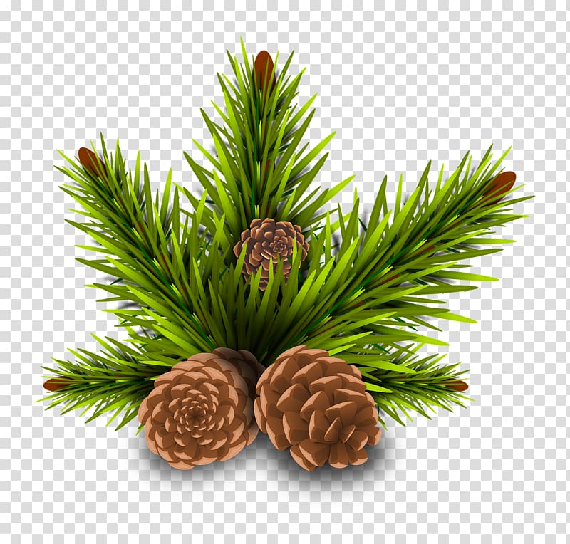 Stone pine Conifer cone Tree, acorn transparent background PNG clipart