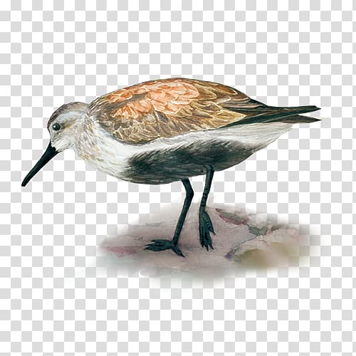 Dunlin Ruddy turnstone Arctic Sanderling Bird, Calidrid transparent background PNG clipart