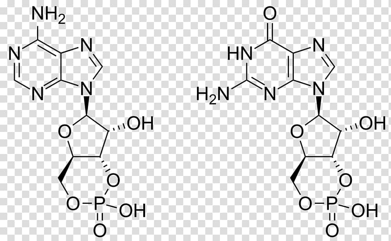 Cyclic guanosine monophosphate Cyclic adenosine monophosphate Adenosine triphosphate, Guanosine transparent background PNG clipart