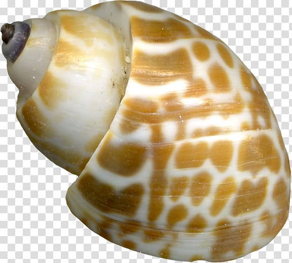 Sea snail Seashell Orthogastropoda, Sea snails transparent background PNG clipart