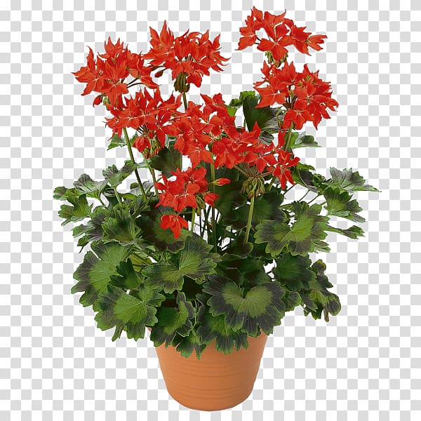 Pelargonium zonale Garden geranium Best Geraniums Flower Floristry, flower transparent background PNG clipart