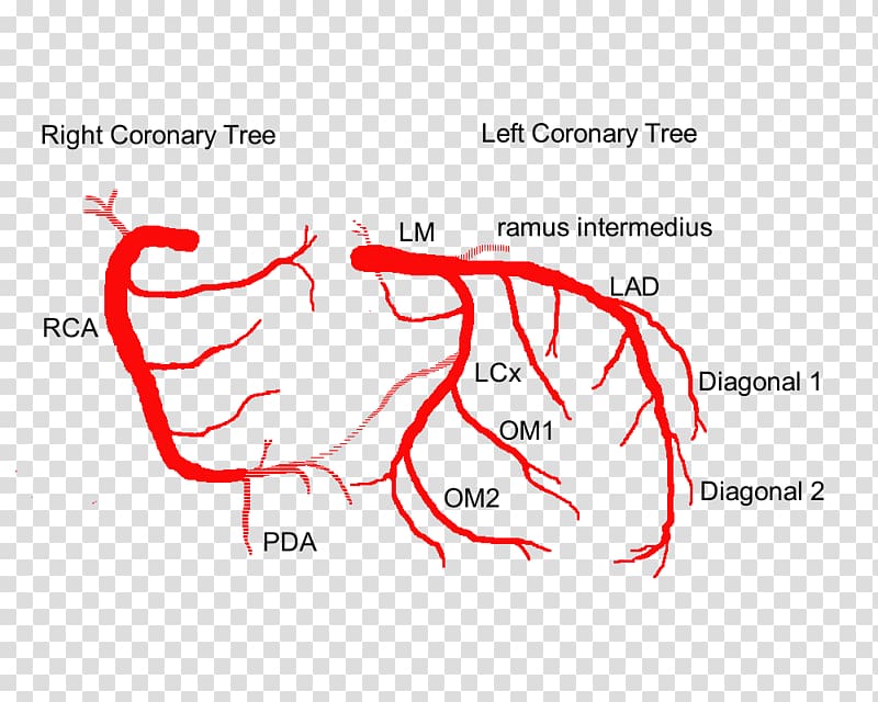 Coronary arteries Left coronary artery Heart Anatomy, heart transparent background PNG clipart