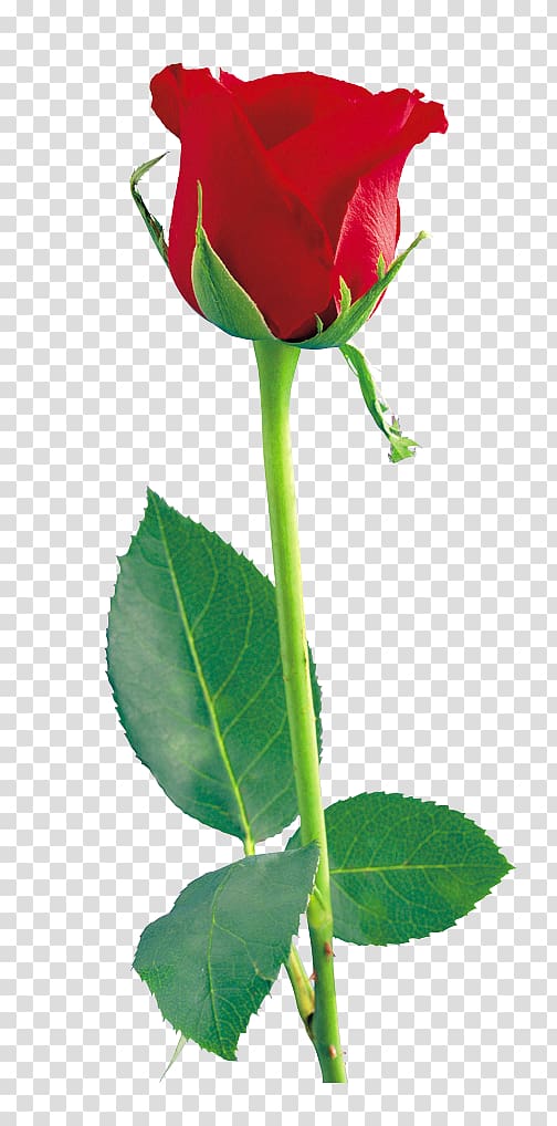 Rose , Single Red Rose File transparent background PNG clipart