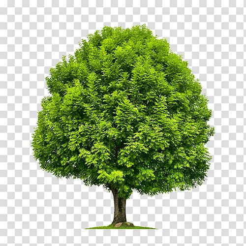 Emerald ash borer Tree Green Ash Shrub, Baum transparent background PNG clipart