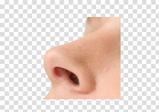 Nose transparent background PNG clipart
