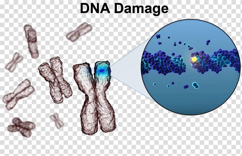 DNA damage theory of aging DNA repair Cell, dna core transparent background PNG clipart