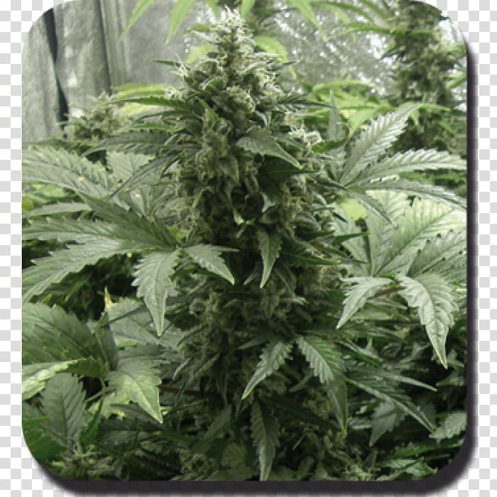 Cannabis Cup Autoflowering cannabis Kush Cannabis cultivation, cannabis transparent background PNG clipart