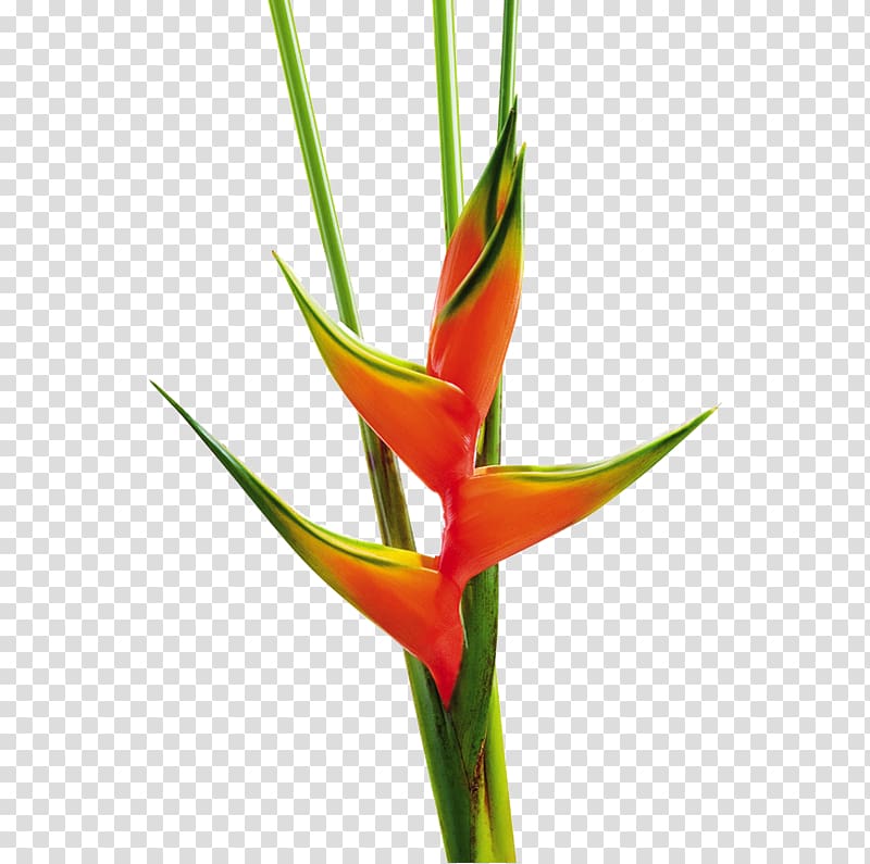 Flower Heliconia bihai Heliconia chartacea Plant stem, tropical flower transparent background PNG clipart