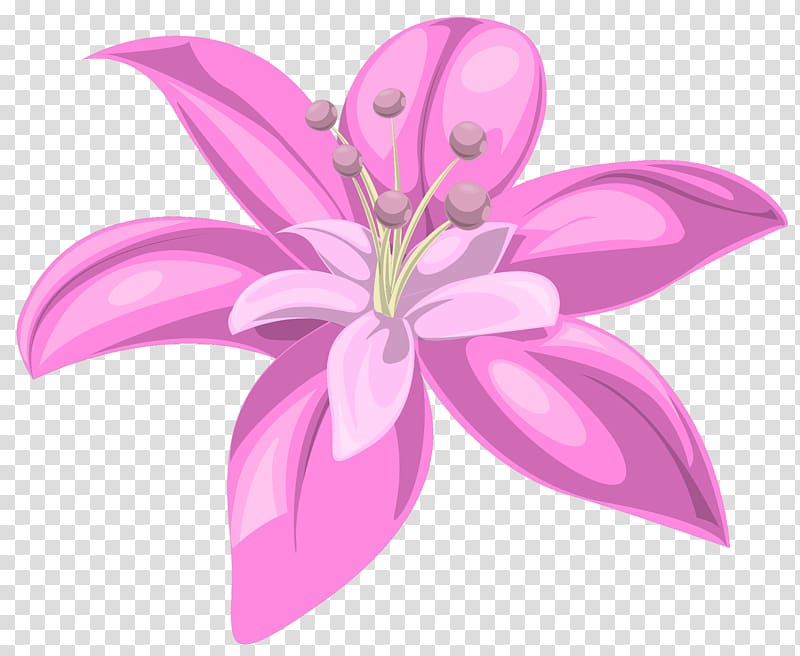 pink lily flower illustration, Lilium Pink Flower , Pink Flower transparent background PNG clipart