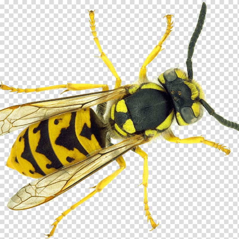 Paper wasp Bee Insect Ant, bee transparent background PNG clipart