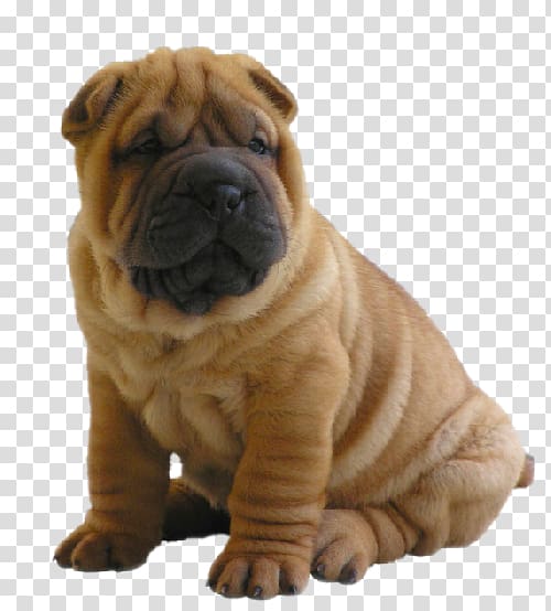 Shar 2024 pei bullmastiff