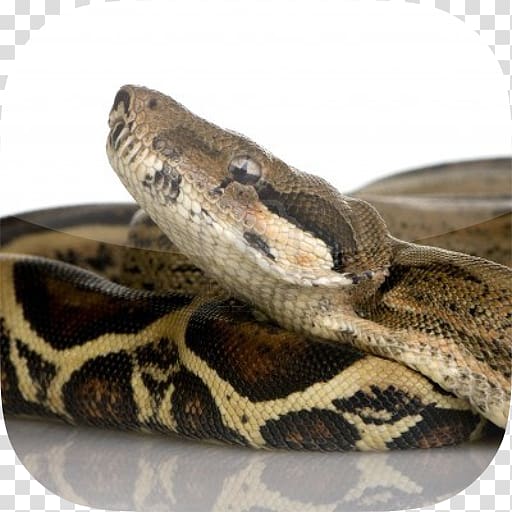 Snake Constriction Boa constrictor imperator UGRodents , snake transparent background PNG clipart