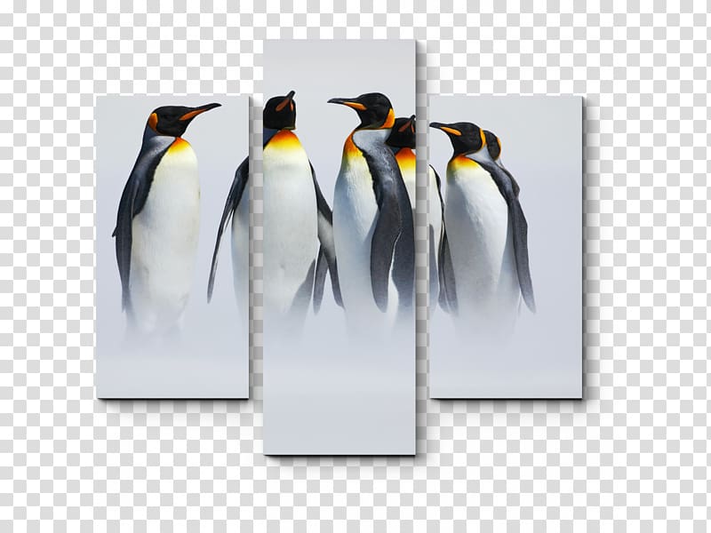King penguin Antarctica , Penguin transparent background PNG clipart