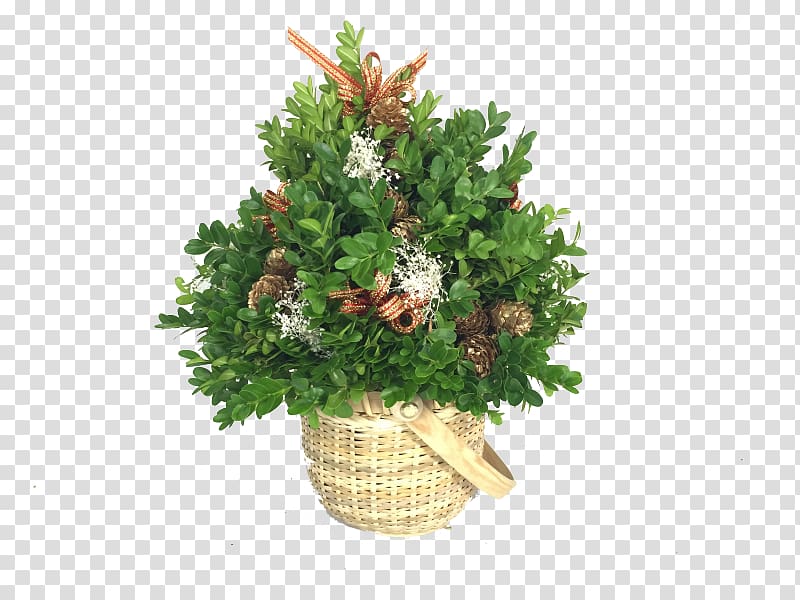 Fraser fir Balsam fir Tree Christmas ornament Box, greenery transparent background PNG clipart