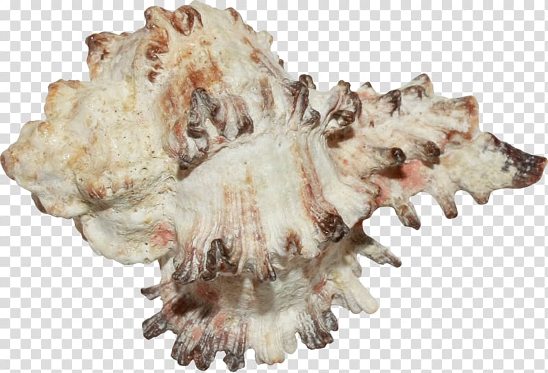 Seashell Conchology Jaw, Creative brown conch transparent background PNG clipart