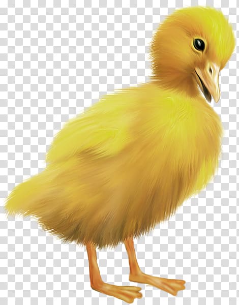 Duck Feather Beak Chicken as food, easter chicks transparent background PNG clipart