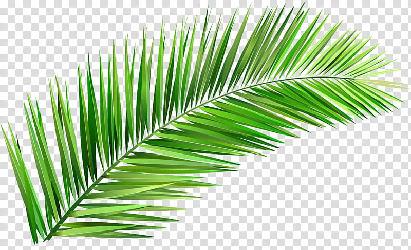 green leaf, Arecaceae Coconut Tree Leaf Clay, Leaves transparent background PNG clipart