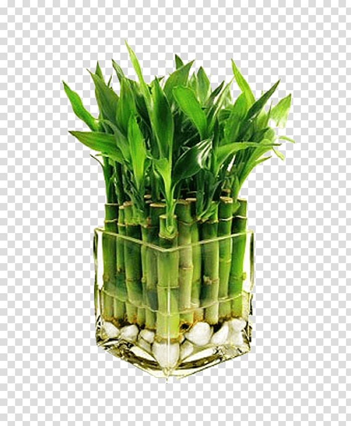 Lucky bamboo Bambusa Houseplant, bamboo transparent background PNG clipart