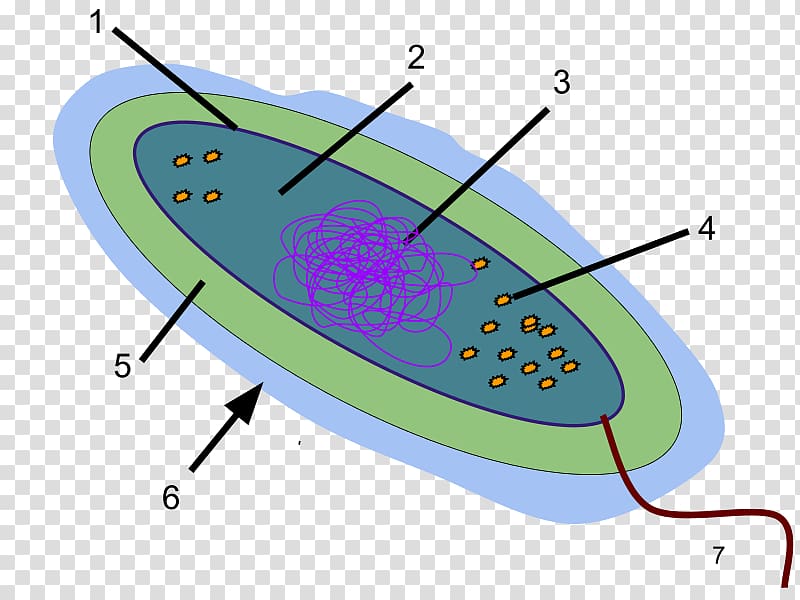 Glycocalyx Bacterial capsule Slime layer Glycoprotein, bacteria transparent background PNG clipart