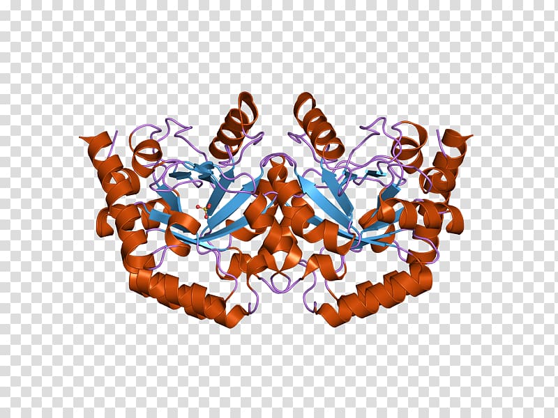 Uridine monophosphate synthetase Enzyme, others transparent background PNG clipart