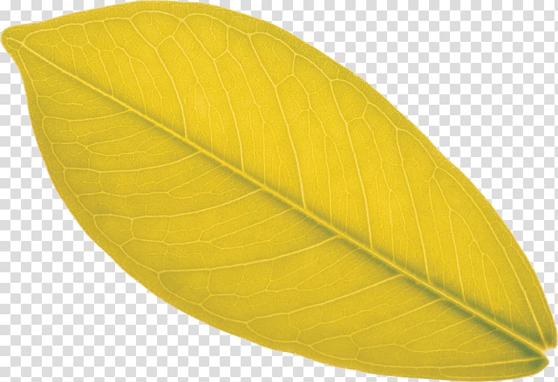 Leaf, mango leaves transparent background PNG clipart
