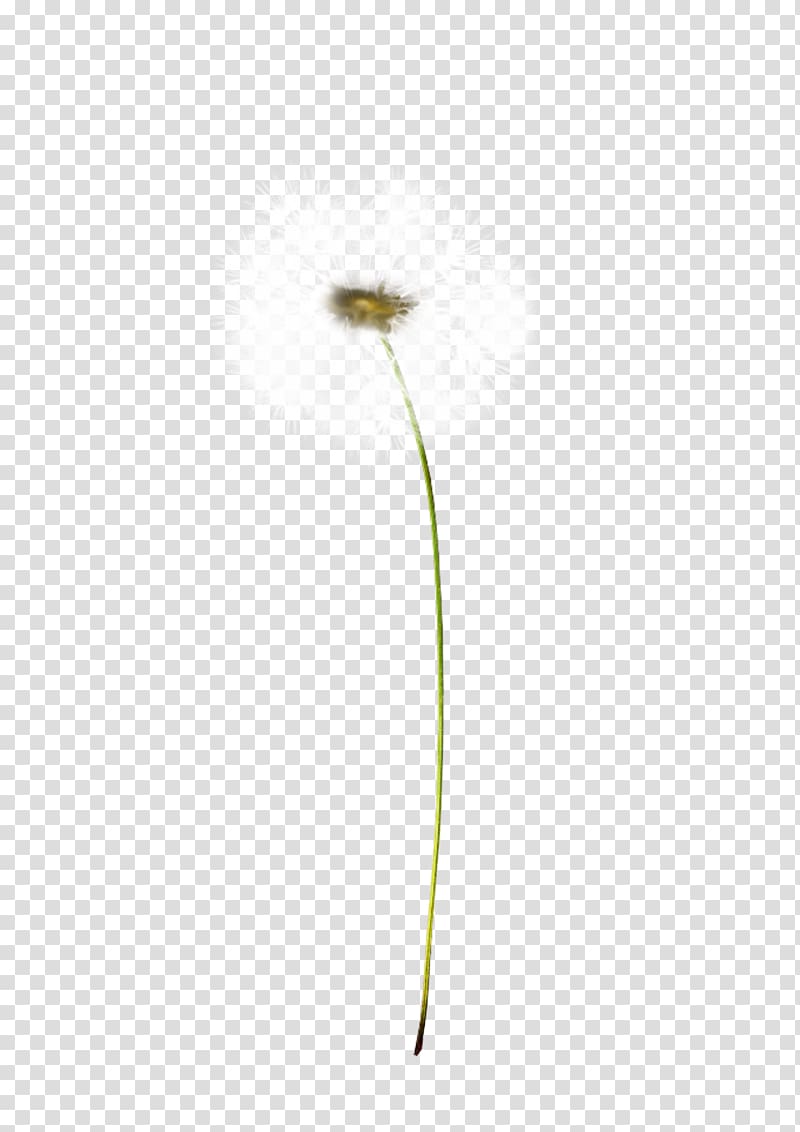 white dandelion illustration, Plant stem Flowering plant, dandelion transparent background PNG clipart