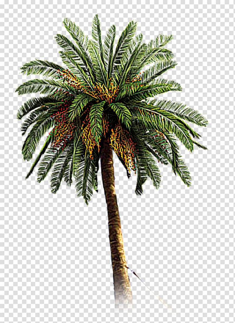 hand-painted coconut trees transparent background PNG clipart