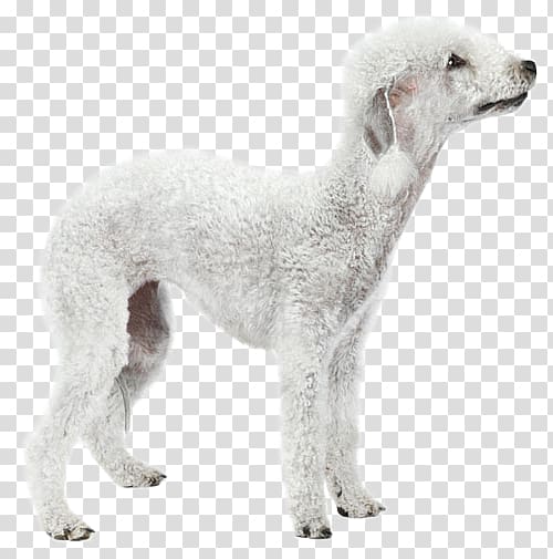 Dog breed Saluki Spanish greyhound Sloughi Borzoi, Terrier transparent background PNG clipart