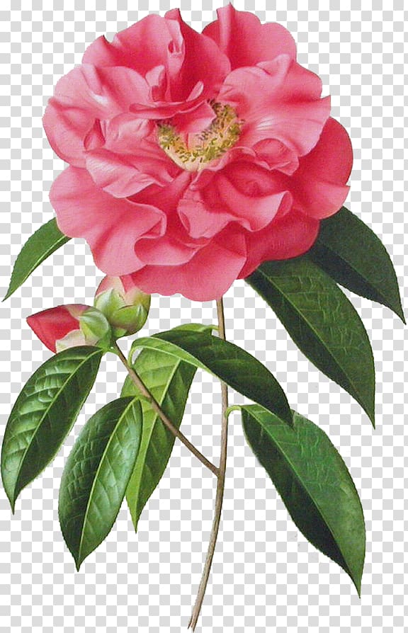 Garden roses Japanese camellia Art Painting, painting transparent background PNG clipart