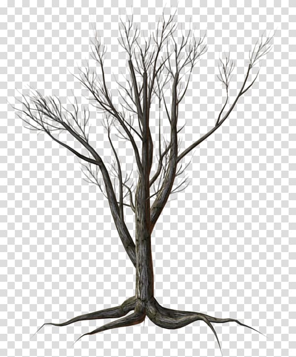 Tree Shrub Kousa dogwood , tree transparent background PNG clipart