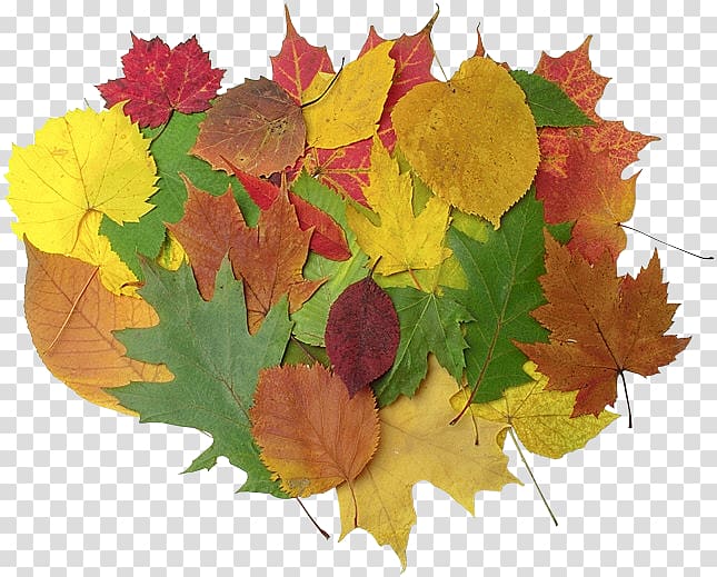 Maple leaf HKG:0135 Petal Autumn, Leaf transparent background PNG clipart