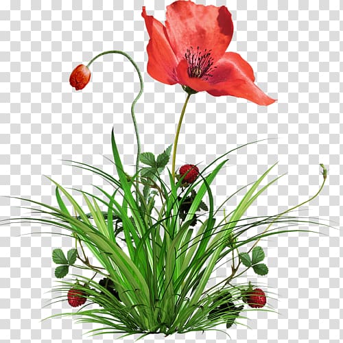 Flower bouquet Poppy , strawberry transparent background PNG clipart