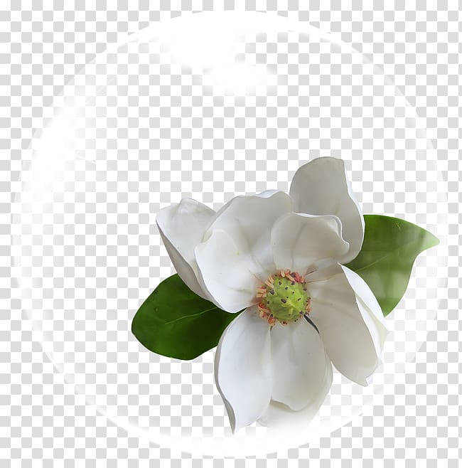 white magnolia flower in bubble illustration, Cape jasmine Flower White, Bubble Flowers transparent background PNG clipart