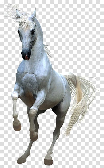 Horses , Whitehorse transparent background PNG clipart