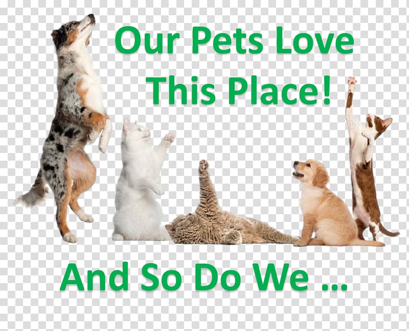 Dog Persian cat Pet sitting Pet Shop, Dog transparent background PNG clipart