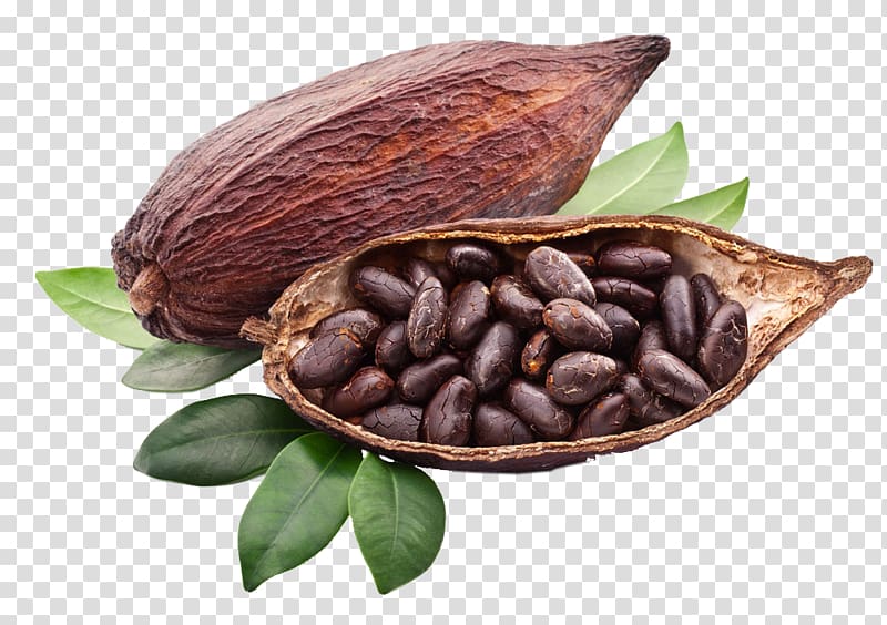 brown fruit with seed illustration, Criollo Cocoa bean Cocoa solids Trinitario Chocolate, Baking cocoa transparent background PNG clipart