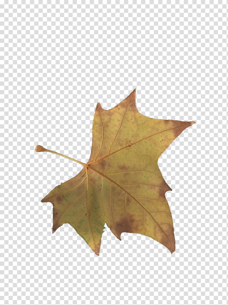 Maple leaf Yellow, Yellow maple leaves transparent background PNG clipart
