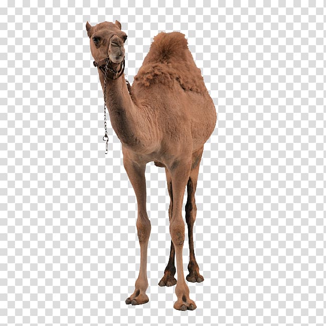 Dromedary Bactrian camel , Free buckle camel transparent background PNG clipart