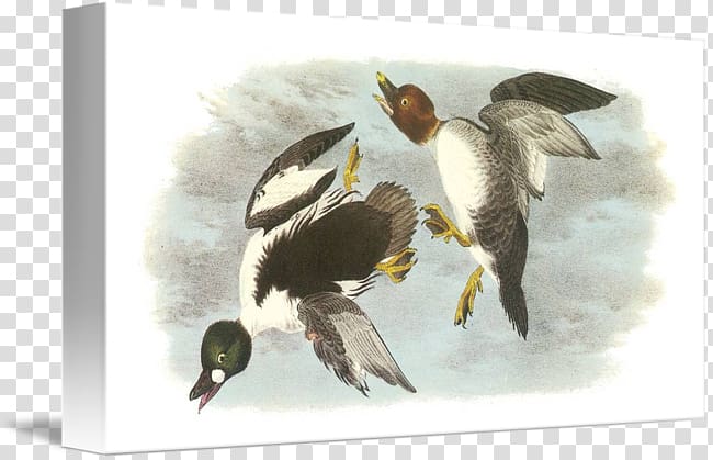 Duck Computer mouse Mouse Mats Common goldeneye United Kingdom, bird Watercolor transparent background PNG clipart